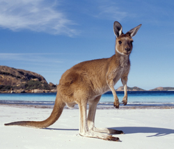 Реферат По Английскому Языку Australia